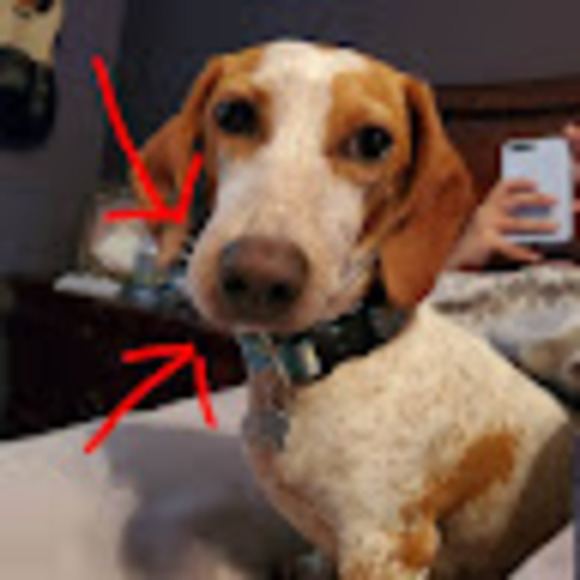 Meet your Posher, Celos - Picture 1 of 1